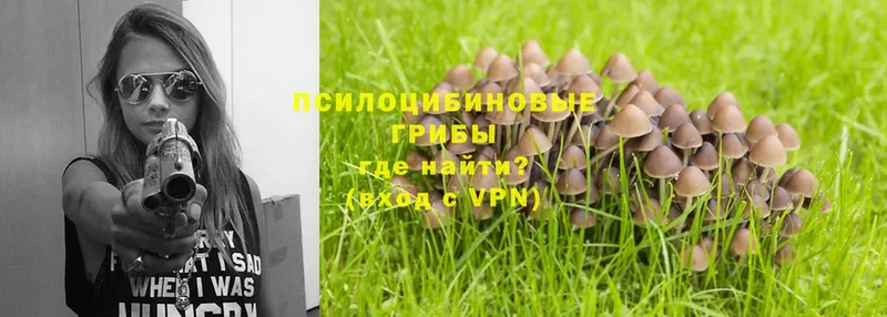 MEGA как войти  Горно-Алтайск  Псилоцибиновые грибы Psilocybine cubensis 